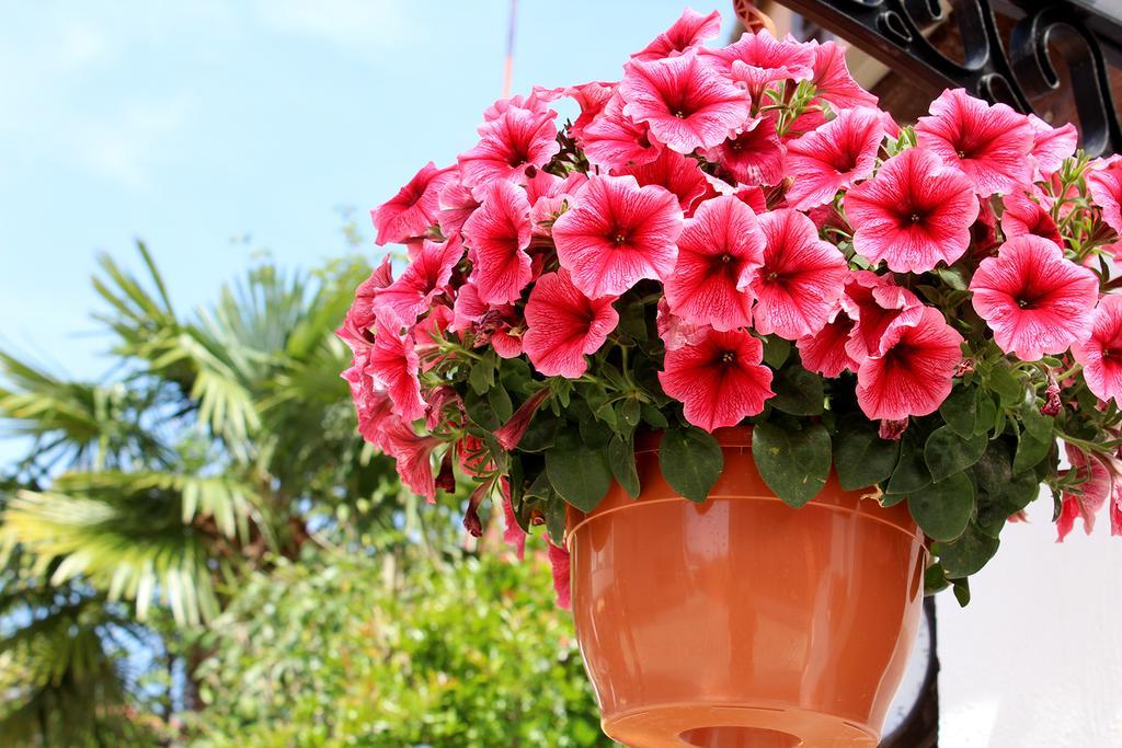 Apartments Garden Rovinj Bagian luar foto